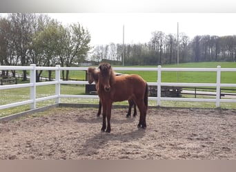 Caballos islandeses, Semental, 2 años, Castaño