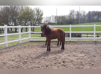 Caballos islandeses, Semental, 2 años, Castaño