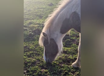 Caballos islandeses, Semental, 2 años, Musgo marrón