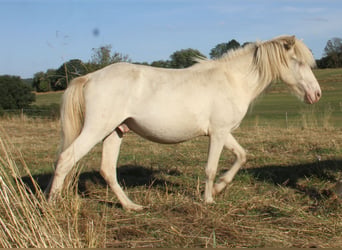 Caballos islandeses, Semental, 2 años, Perlino