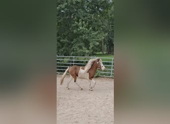 Caballos islandeses, Semental, 3 años, 135 cm, Pío