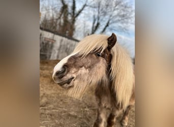 Caballos islandeses, Semental, 3 años, 137 cm