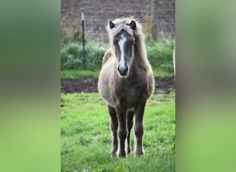 Caballos islandeses, Semental, 3 años, 137 cm