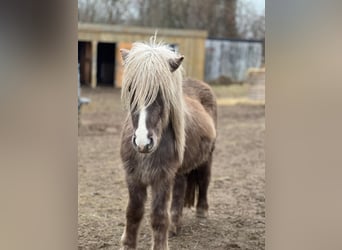 Caballos islandeses, Semental, 3 años, 137 cm