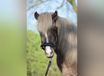 Caballos islandeses, Semental, 3 años, 137 cm