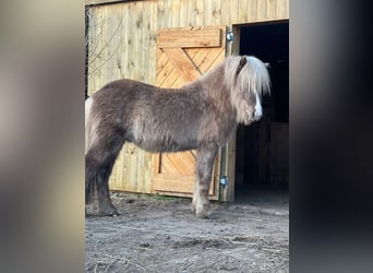 Caballos islandeses, Semental, 3 años, 137 cm