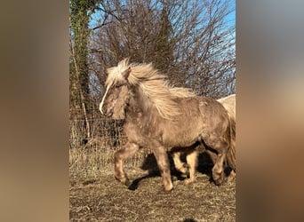 Caballos islandeses, Semental, 3 años, 137 cm