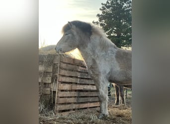 Caballos islandeses, Semental, 3 años, 139 cm