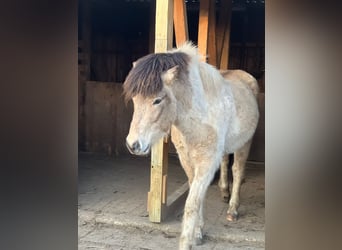 Caballos islandeses, Semental, 3 años, 139 cm