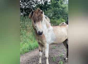 Caballos islandeses, Semental, 3 años, 139 cm
