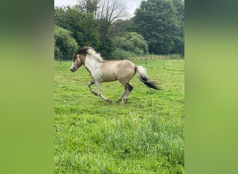 Caballos islandeses, Semental, 3 años, 139 cm
