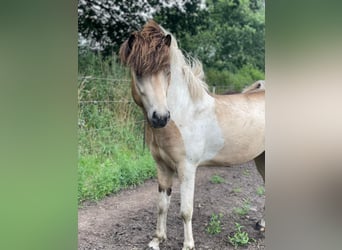 Caballos islandeses, Semental, 3 años, 139 cm
