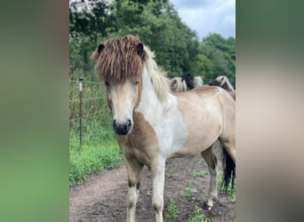 Caballos islandeses, Semental, 3 años, 139 cm