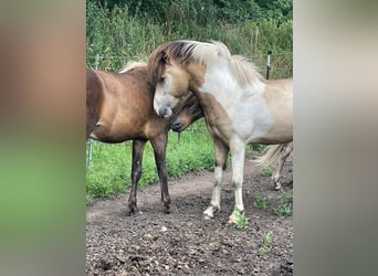 Caballos islandeses, Semental, 3 años, 139 cm