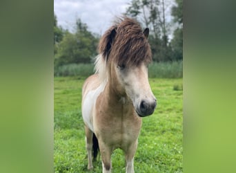 Caballos islandeses, Semental, 3 años, 139 cm