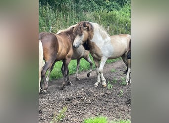 Caballos islandeses, Semental, 3 años, 139 cm
