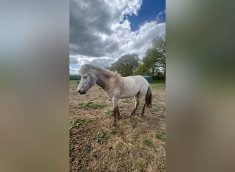 Caballos islandeses, Semental, 3 años, 139 cm