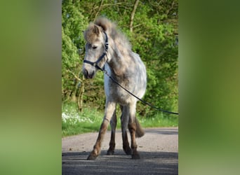 Caballos islandeses, Semental, 3 años, 139 cm