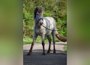 Caballos islandeses, Semental, 3 años, 139 cm