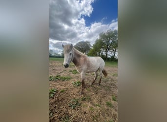 Caballos islandeses, Semental, 3 años, 139 cm