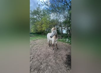 Caballos islandeses, Semental, 3 años, 139 cm