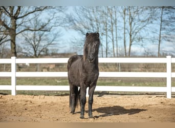 Caballos islandeses, Semental, 3 años, 139 cm, Negro