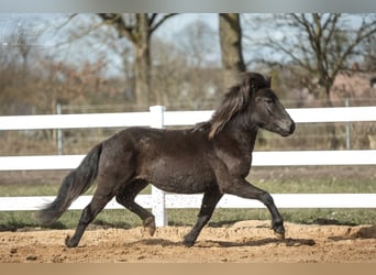 Caballos islandeses, Semental, 3 años, 139 cm, Negro