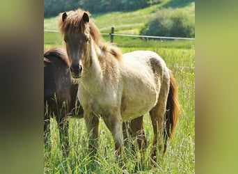 Caballos islandeses, Semental, 3 años, 139 cm, Palomino