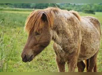 Caballos islandeses, Semental, 3 años, 139 cm, Palomino