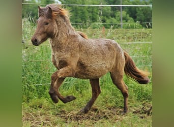 Caballos islandeses, Semental, 3 años, 139 cm, Palomino