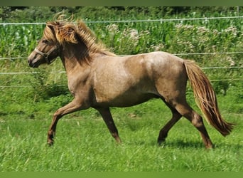 Caballos islandeses, Semental, 3 años, 139 cm, Palomino