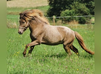 Caballos islandeses, Semental, 3 años, 139 cm, Palomino