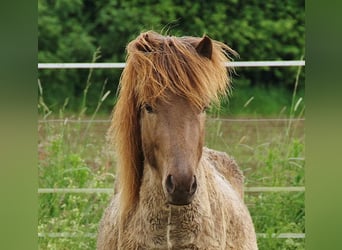 Caballos islandeses, Semental, 3 años, 139 cm, Palomino