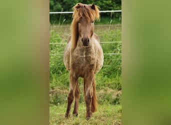 Caballos islandeses, Semental, 3 años, 139 cm, Palomino