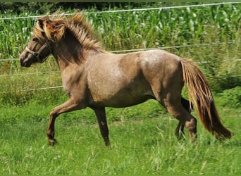 Caballos islandeses, Semental, 3 años, 139 cm, Palomino