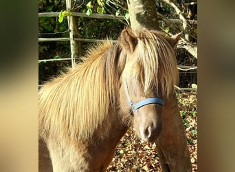 Caballos islandeses, Semental, 3 años, 139 cm, Palomino