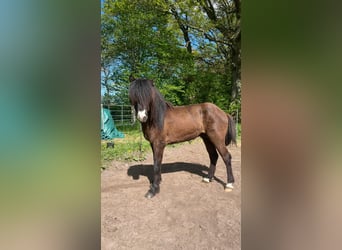 Caballos islandeses, Semental, 3 años, 140 cm