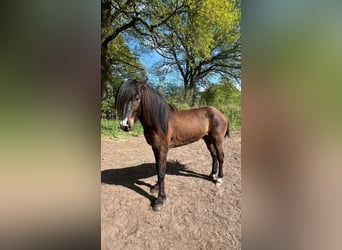 Caballos islandeses, Semental, 3 años, 140 cm