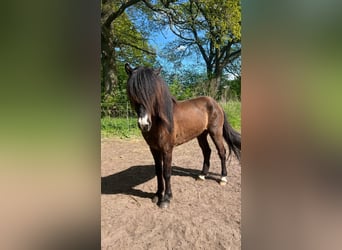 Caballos islandeses, Semental, 3 años, 140 cm