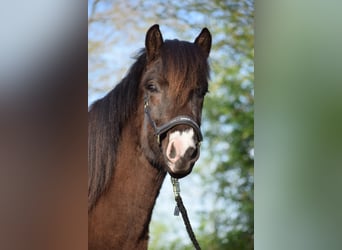 Caballos islandeses, Semental, 3 años, 140 cm