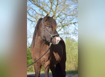 Caballos islandeses, Semental, 3 años, 140 cm