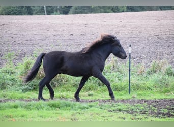 Caballos islandeses, Semental, 3 años, 140 cm