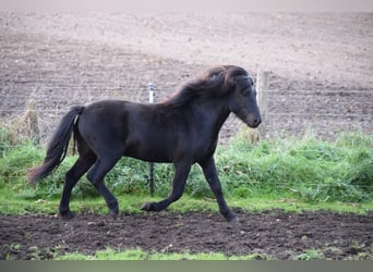 Caballos islandeses, Semental, 3 años, 140 cm