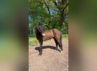 Caballos islandeses, Semental, 3 años, 140 cm