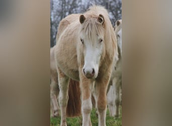 Caballos islandeses, Semental, 3 años, 140 cm, Palomino