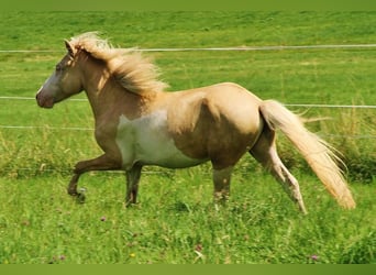 Caballos islandeses, Semental, 3 años, 140 cm, Palomino