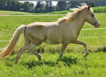 Caballos islandeses, Semental, 3 años, 140 cm, Palomino