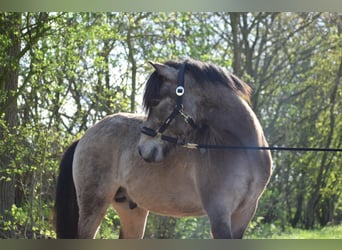 Caballos islandeses, Semental, 3 años, 142 cm