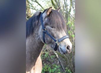 Caballos islandeses, Semental, 3 años, 142 cm