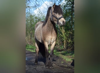 Caballos islandeses, Semental, 3 años, 142 cm